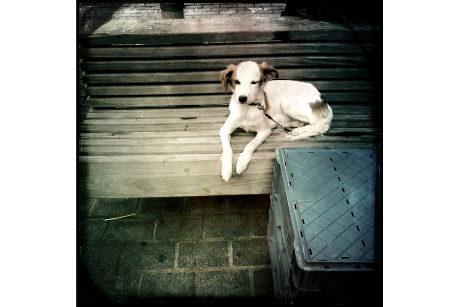 Lille iPhone 27 Lille iPhone 27